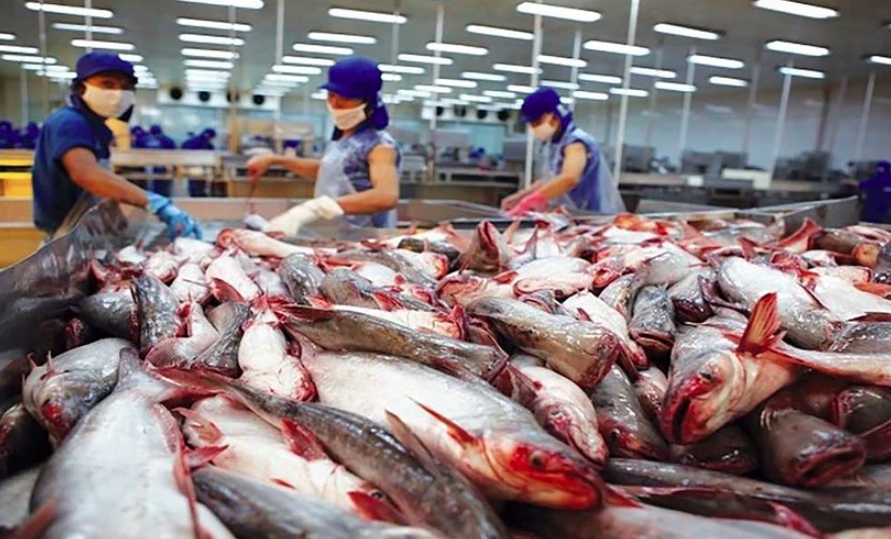 Tra fish export to CPTPP market reaches US$114 mln as of June 15